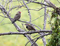 Northern Flickers 8248